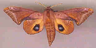 Photo of a moth.
