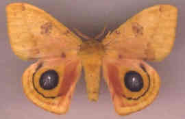Photo of a moth.