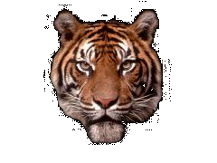 Picture of a tiger, linking to a page about the song Tiger in the Jungle.
