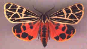 Photo of a moth.